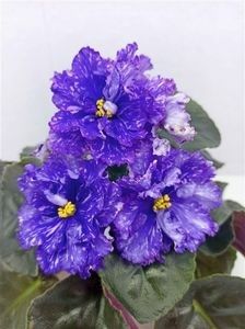 net - BR-Sibirschaia Noch