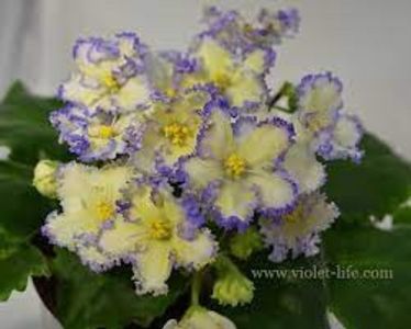 net - MaS Ching Dynasty