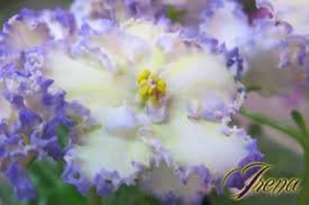 net - MaS Ching Dynasty