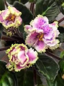 net - Petticoat Promenade