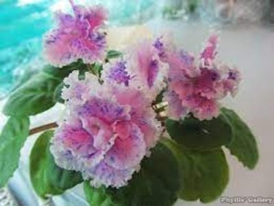 net - Petticoat Promenade