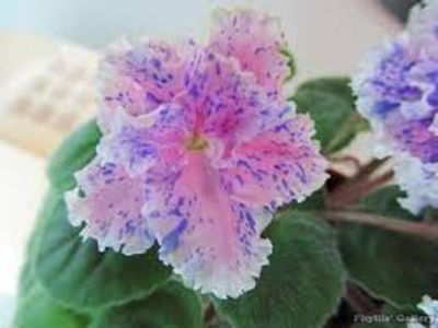 net - Petticoat Promenade