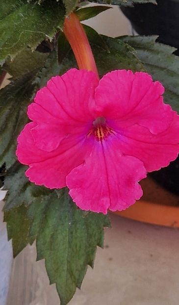 Mme Bovary - Achimenes 2023