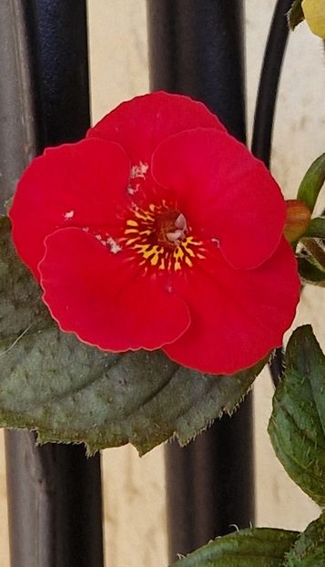 xA Dor - Achimenes 2023