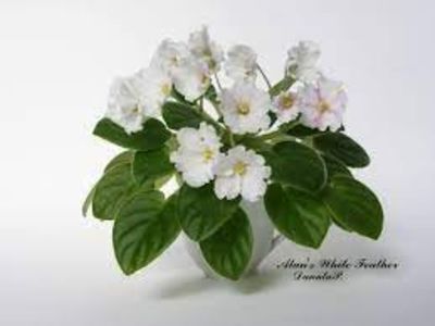 net - AllanS White Feather