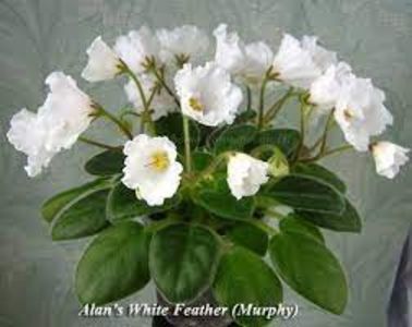 net - AllanS White Feather