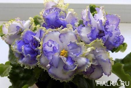 net - Allen Electric Blue