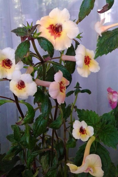  - 000014 ACHIMENES
