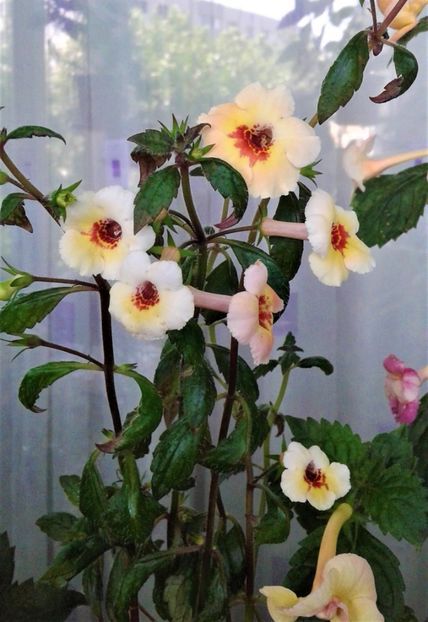  - 000014 ACHIMENES