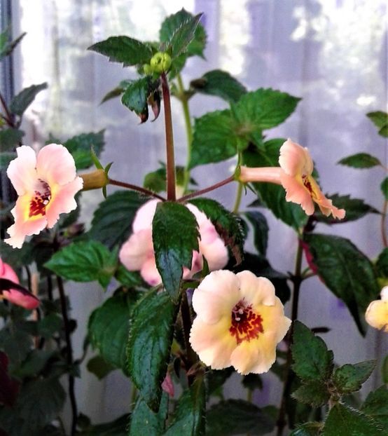  - 000014 ACHIMENES