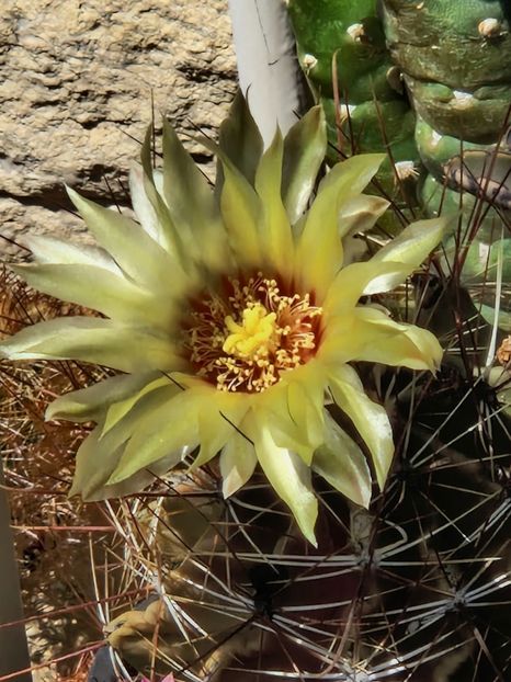 2023 - Ferocactus