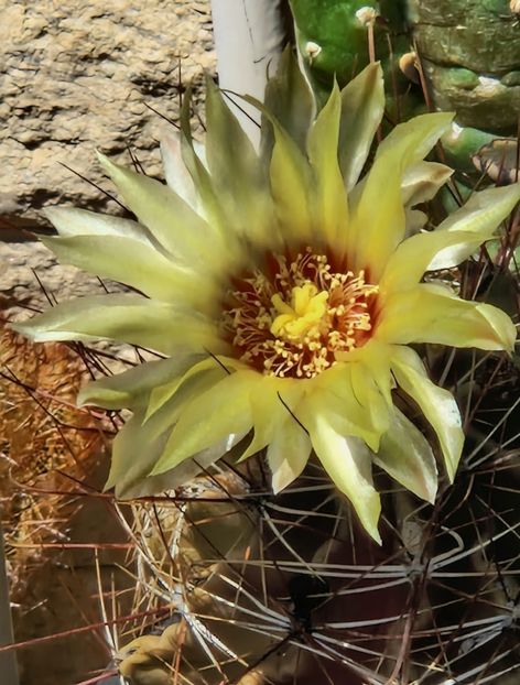  - Ferocactus