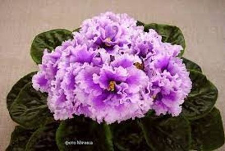 net - Bold Party Girl