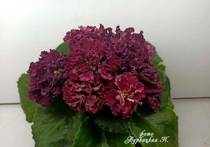 net - BR Krasnaya Roza