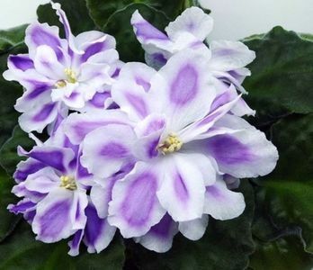 net - BR Revoljucija