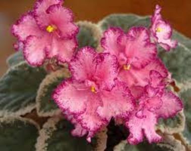 net - Buckeye Cranberry Sparkler