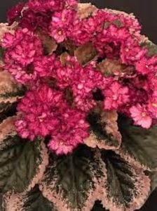 net - Buckeye Cranberry Sparkler