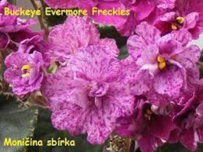 net - Buckeye Evermore Freckless