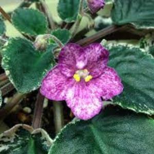 net - Buckeye Evermore Freckless