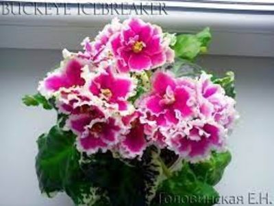 net - Buckeye Icebreaker