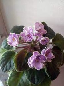 net - Buckeye Sauchy Irish