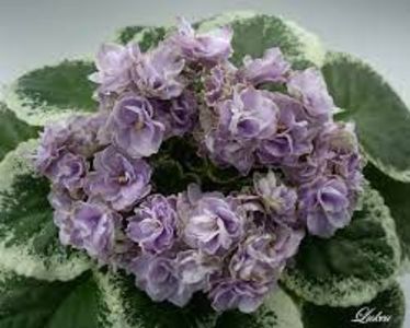 net - Buckeye Sauchy Irish