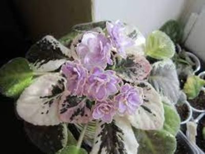 net - Buckeye Sauchy Irish