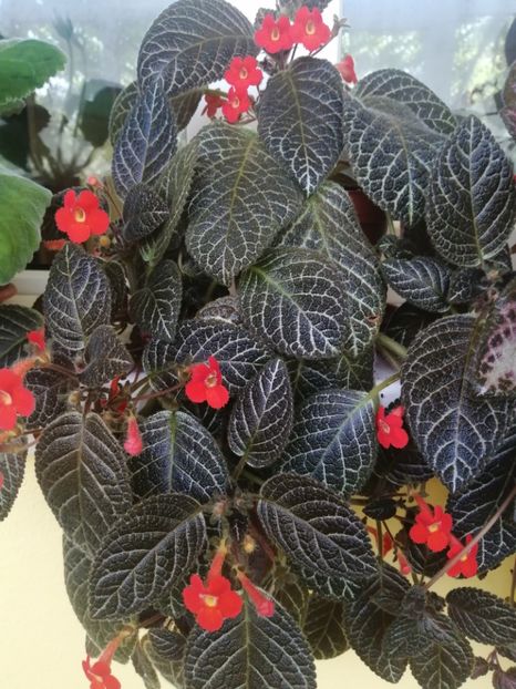  - EPISCIA