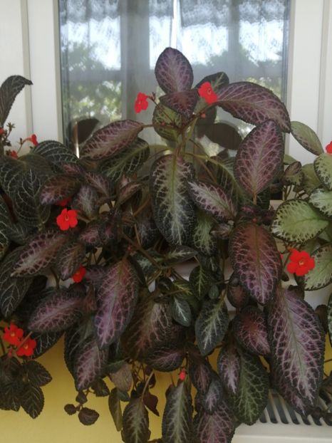  - EPISCIA
