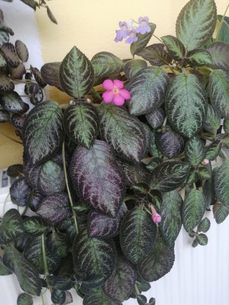  - EPISCIA