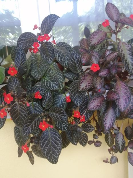 - EPISCIA
