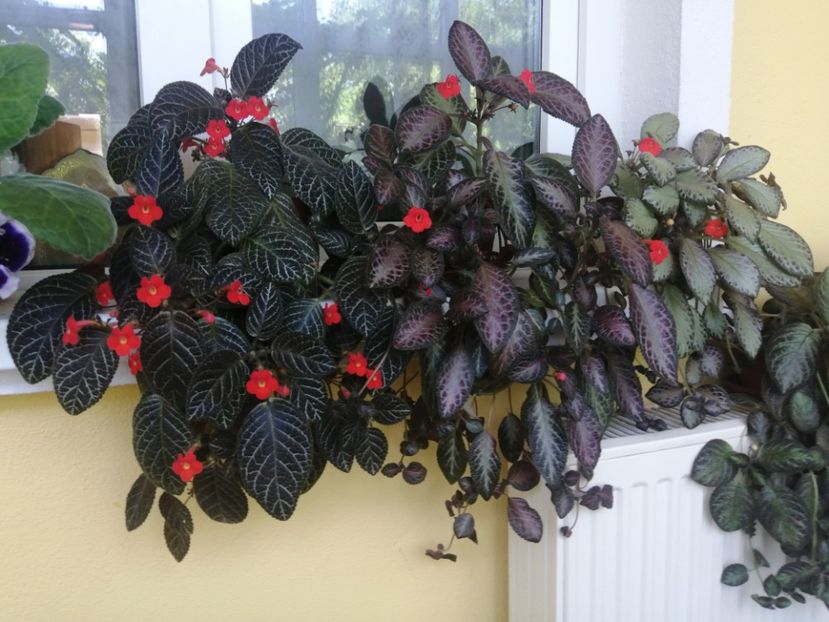  - EPISCIA