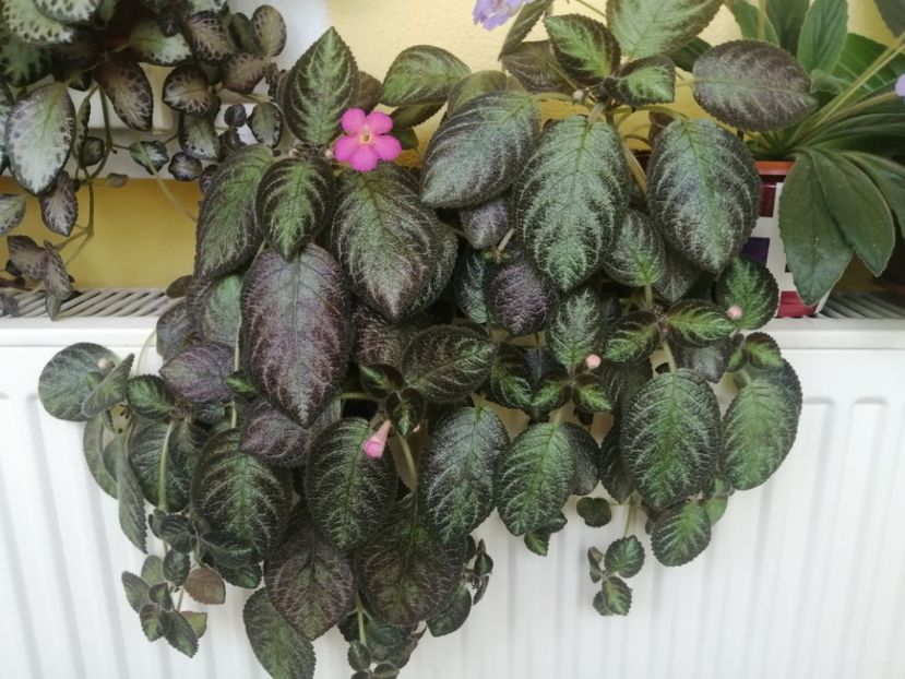  - EPISCIA