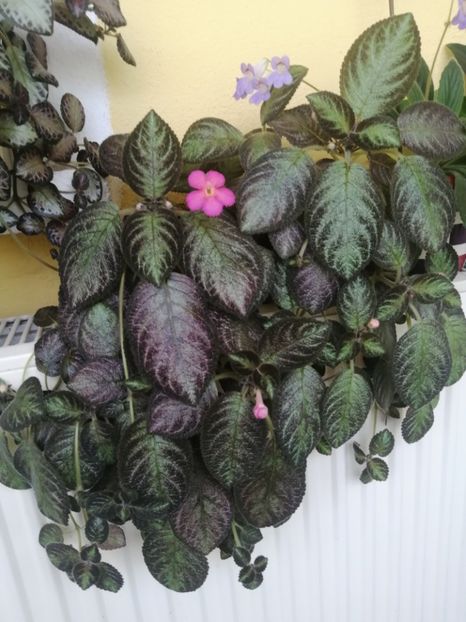  - EPISCIA