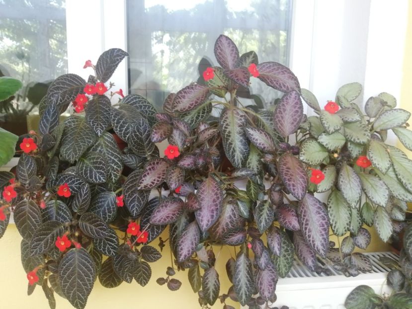  - EPISCIA