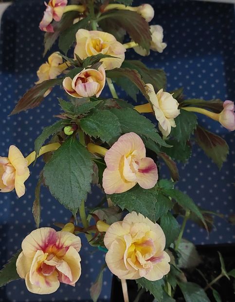  - RFs TROPICANA 2
