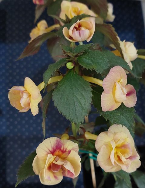  - RFs TROPICANA 2