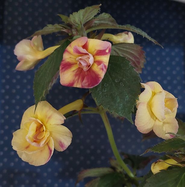  - RFs TROPICANA 2