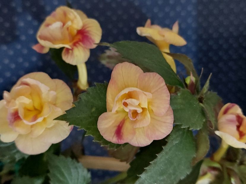  - RFs TROPICANA 2