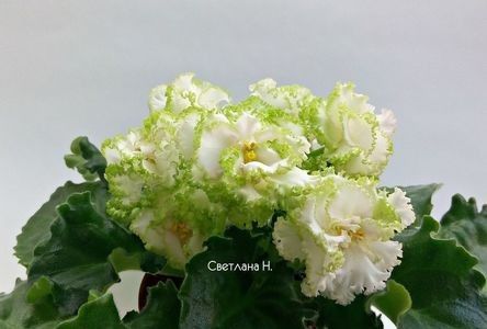 net - Ek Izumrudnoe Rozy