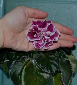 net - Ek Novogognoya Otkeitkr