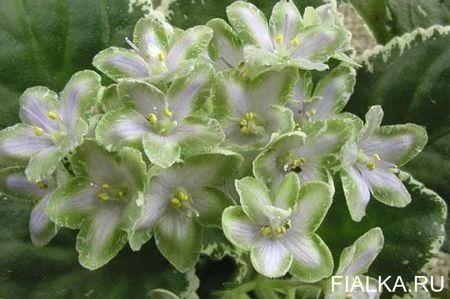 net - Frozen in Time