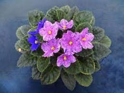 net - Humako Carnaval