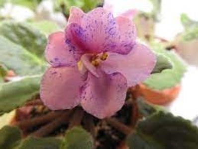 net - Humako Carnaval