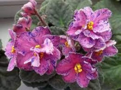 net - Humako Carnaval