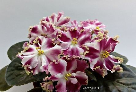 net - Ko Petusnok Zolotoy Grabeshow