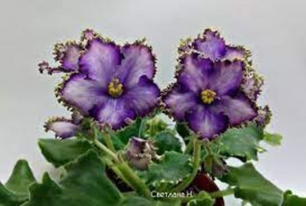 net - Le Almaznoys Dyadema