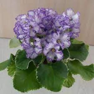 net - Le Almaznoys Dyadema