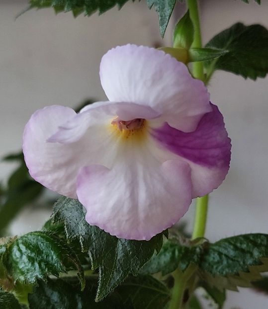  - BIANCO NATALE
