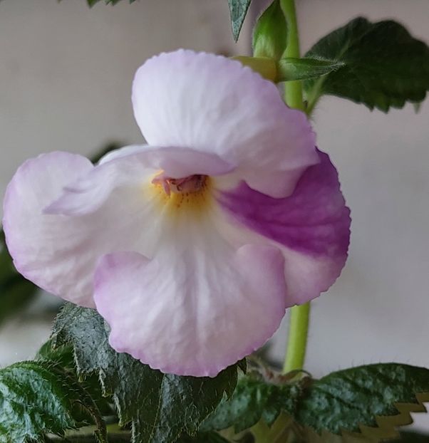  - BIANCO NATALE